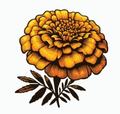 Marigold Flower Extract