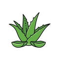 Sacred Kumari Plant