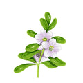 5% Brahmi Herbal Extract
